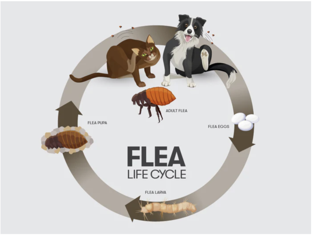 Earth and Paws - flea life cycle