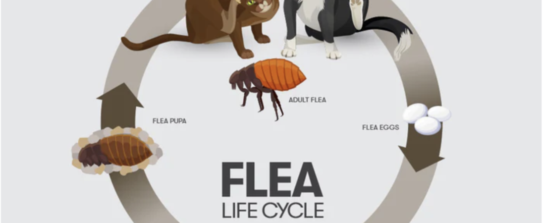 How to Protect Your Yard, Home and dog from Fleas, ticks and mosquitoes
